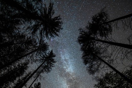 a7RIII_00939_NAL Sternenwald