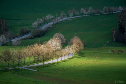 a7RIII_309586_NAL Kirschallee im Frühling