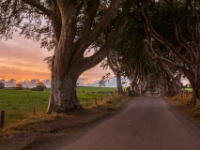 The Dark Heges  (Nordirland)  6D 133759 1920 © Iven Eissner : UK, Nordirland, County Antrim, Europa