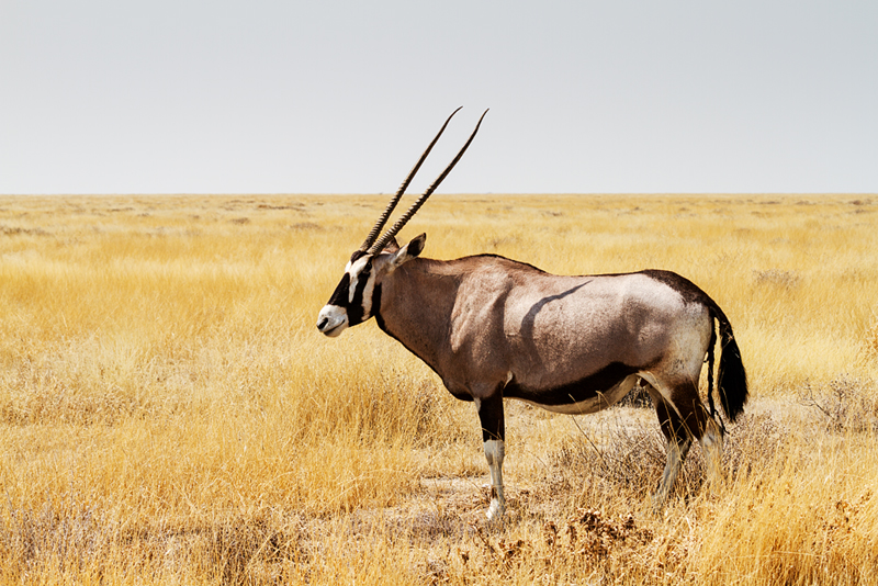7D_21050_800.jpg - Oryx (Eotsha)