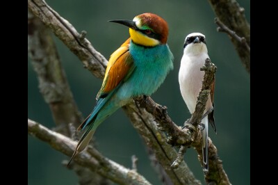 a7IV_25_8671_fb Bienenfresser und Neuntöter