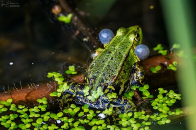 a7IV_25_9559-_NAL Kleiner Wasserfrosch