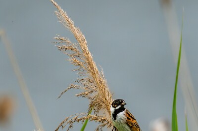 a7IV_25_9621-_NAL Rohrammer