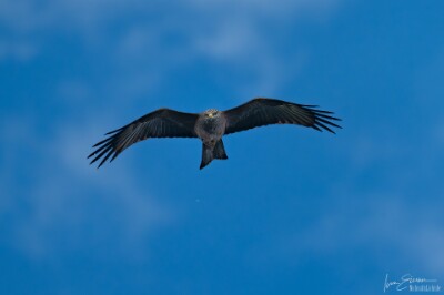 a7IV_25_9821-_NAL Schwarzmilan