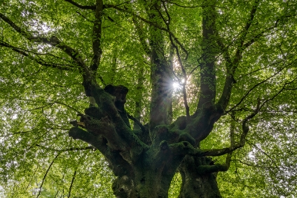 a7RIII 154212 NAL | © Iven Eissner : Laubbäume, Bäume, Pflanzen, Buchen, Europa, Spanien, Baskenland, Landschaft, Wald