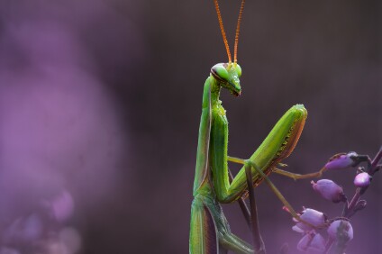 a6500_25_0147_NAL Europäische Gottesanbeterin (Mantis religiosa)