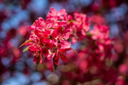 a6500_25_59498_NAL