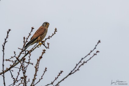 a7IV_25_2960-Verbessert-RR_NAL Turmfalke