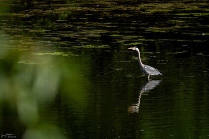 a7IV_25_5612_NAL Graureiher