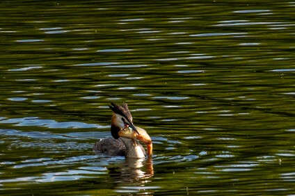 a7IV_25_5649_NAL Haubentaucher