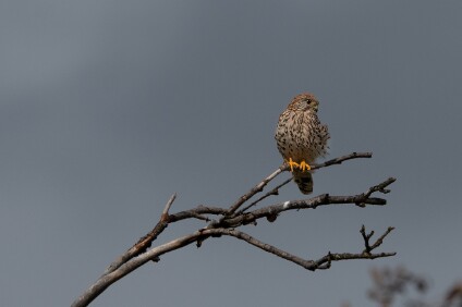 a7IV_25_6737_NAL Turmfalke (Falco tinnunculus)
