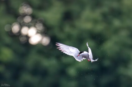 a7IV_25_6857-_NAL