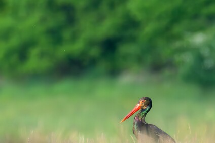 a7IV_25_6880-_NAL