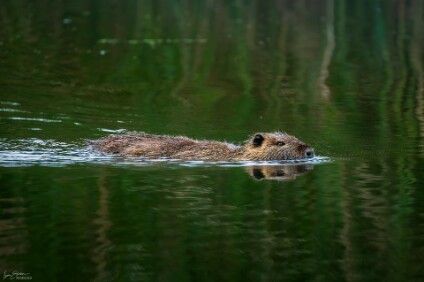 a7IV_25_9696-_NAL Nutria
