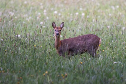 a7IV_26_2054_NAL Reh (Capreolus capreolus)