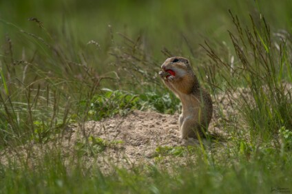 a7IV_26_2312_NAL Europäischer Ziesel (Spermophilus citellus)