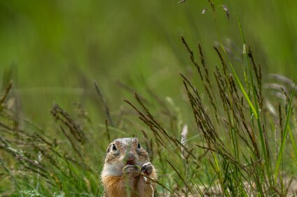a7IV_26_2346_NAL Europäischer Ziesel (Spermophilus citellus)