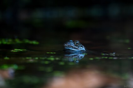 a7IV_26_3074_NAL Moorfrosch (Rana arvalis)