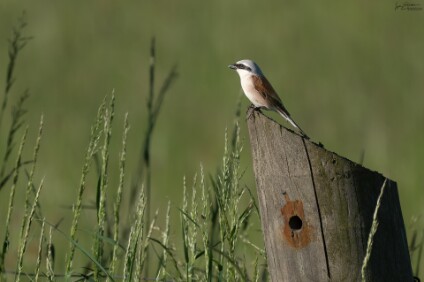 a7V_26_00175_NAL Neuntöter (Lanius collurio)