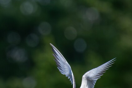 a7V_26_05323_NAL Flussseeschwalbe (Sterna hirundo)
