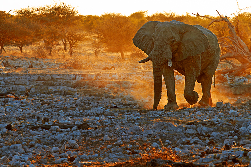IMG_00927_7D_800.jpg - Später Besuch, Elefantebulle bei Sonnenuntergang auf dem Weg zum Wasserloch, Etosha