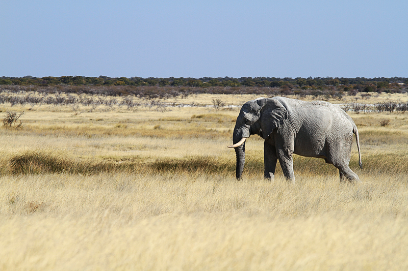 IMG_11376_7D_800.jpg - Elefant, Etosha Nationalpark