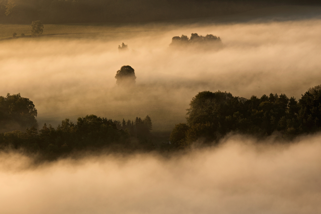 6D_07776_SP1024.jpg - golden land