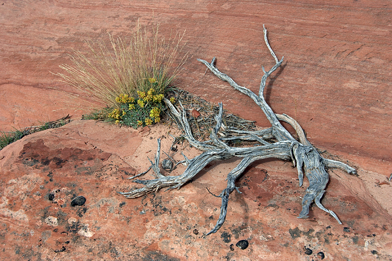 img_11091_800.jpg - Stilleben